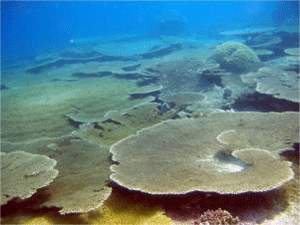 Acropora Tables