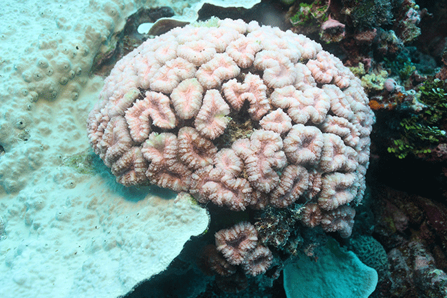 Bleached coral