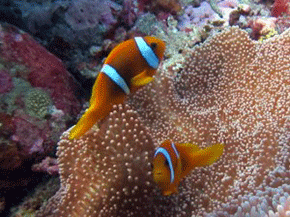 Anemonefish