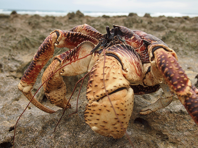 Coconut crab