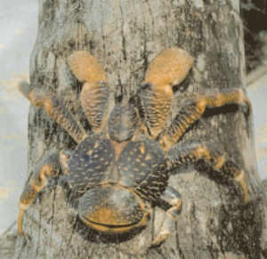 Land Crab