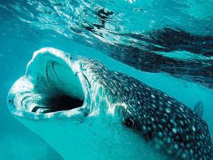 Whale Shark