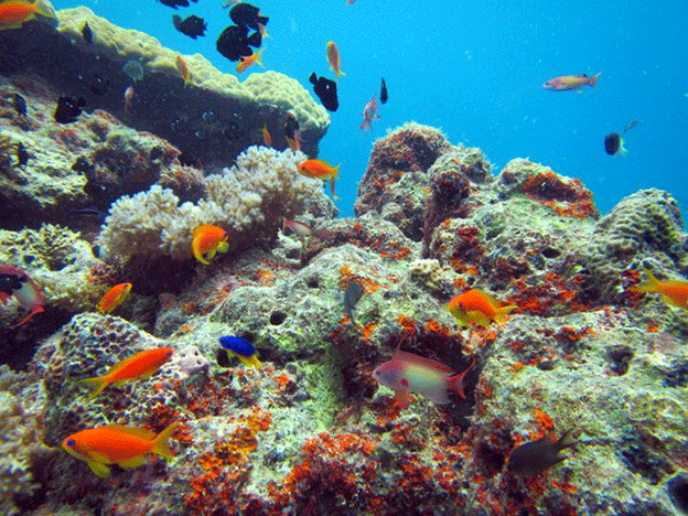 Male and female anthias