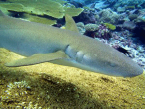 Closeup of a tawny nurse shark