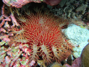 Crown of thorns starfish