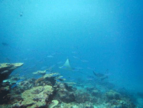 Eagle rays