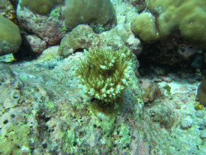 Juvenile table coral