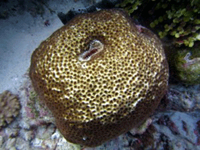 Leptastrea bottae