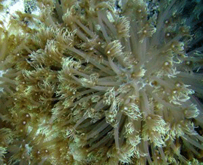 Goniopora stokesi