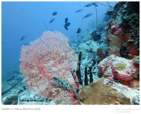 Sea Fan