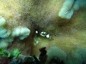 Shrimp on Anemone