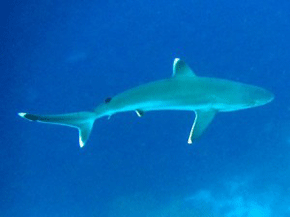 Silver tip shark