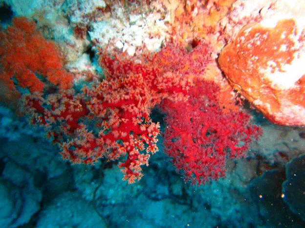 Soft coral