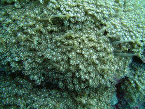 Sweeper polyps