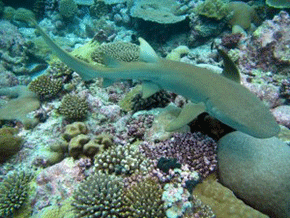 Tawny nurse shark