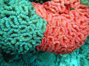 Lobophyllia