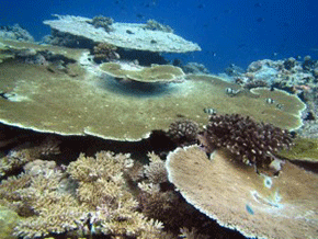 Reef upper slope